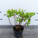 Hortenzia metlinatá (Hydrangea paniculata) ´LIVING PINKY PROMISE´® by LIVING CREATIONS´® - výška 40-60 cm, kont. C2L